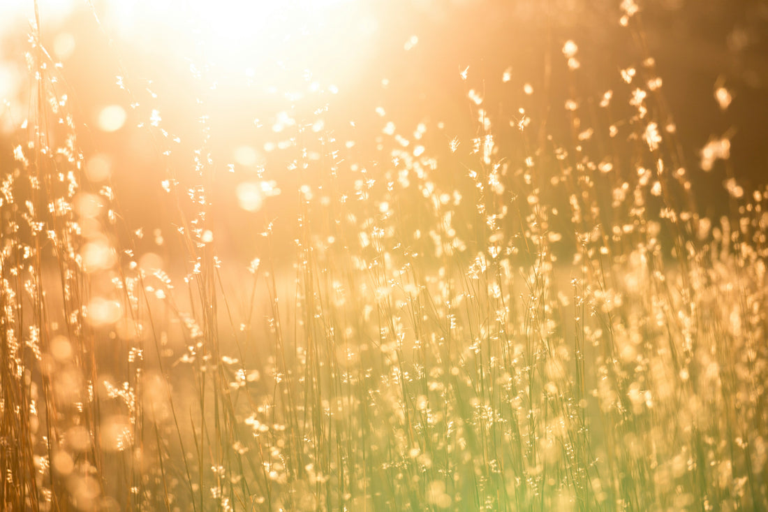 Gratitude and Health: How Daily Thankfulness Can Rewire Your Brain, Lower Stress, and Support Natural Balance