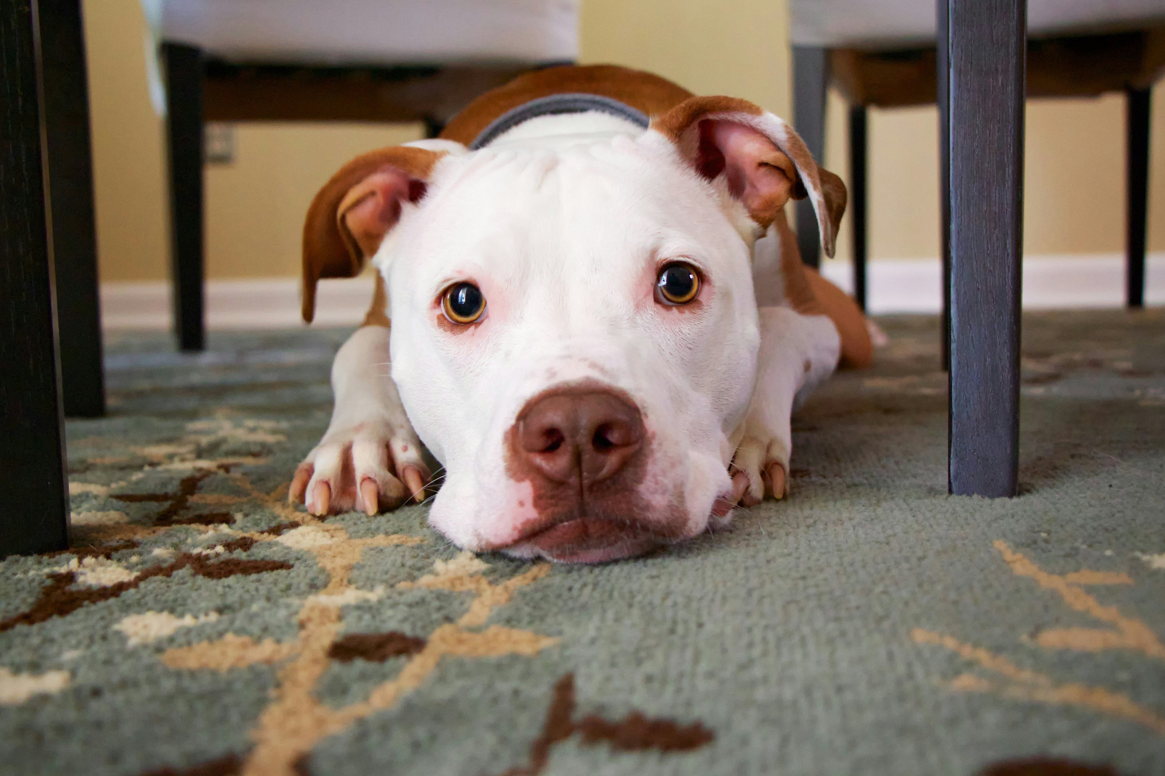 CBD + Your Loyal Best Friend: How Cannabinoids Support Canine Wellness