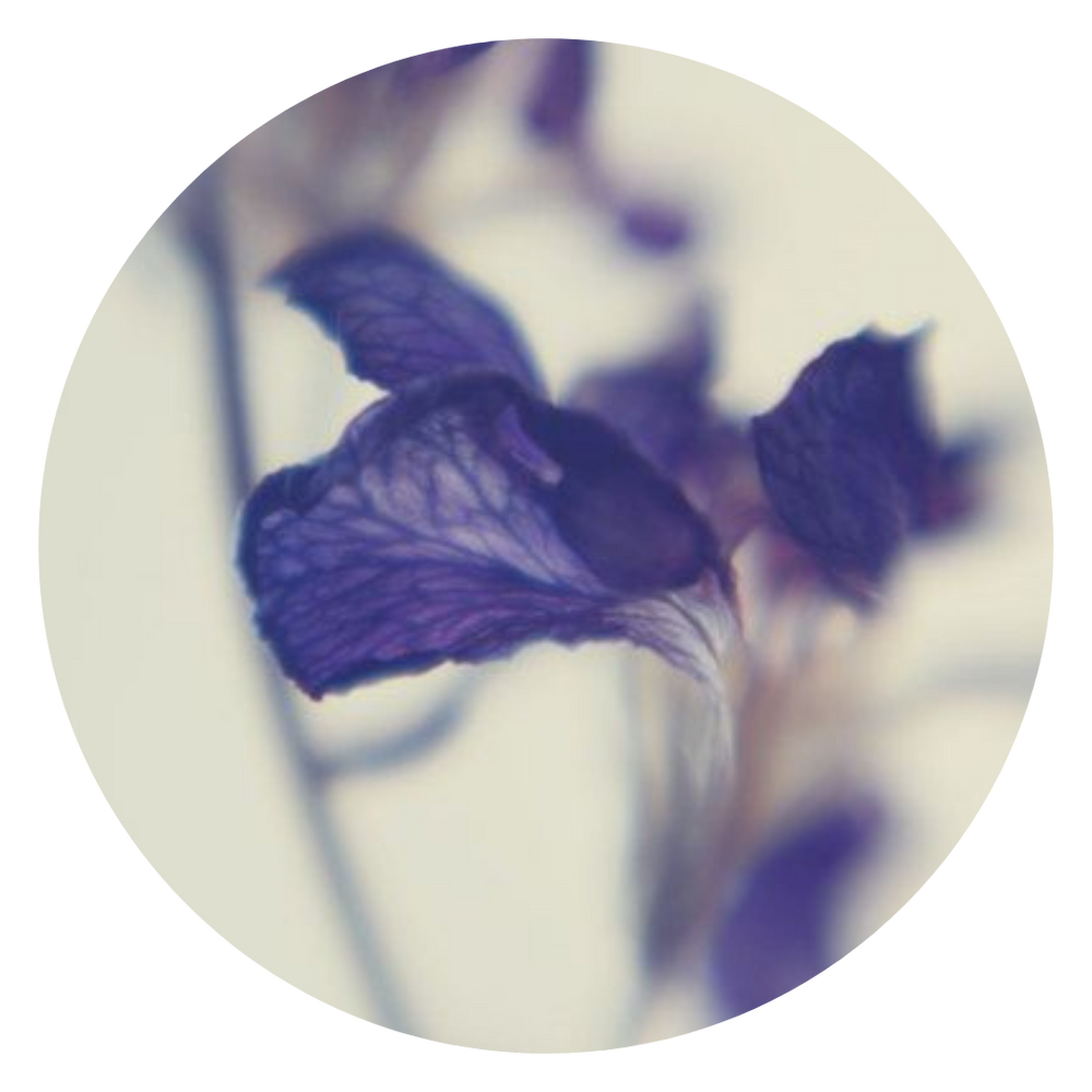 purple flower blurry frame