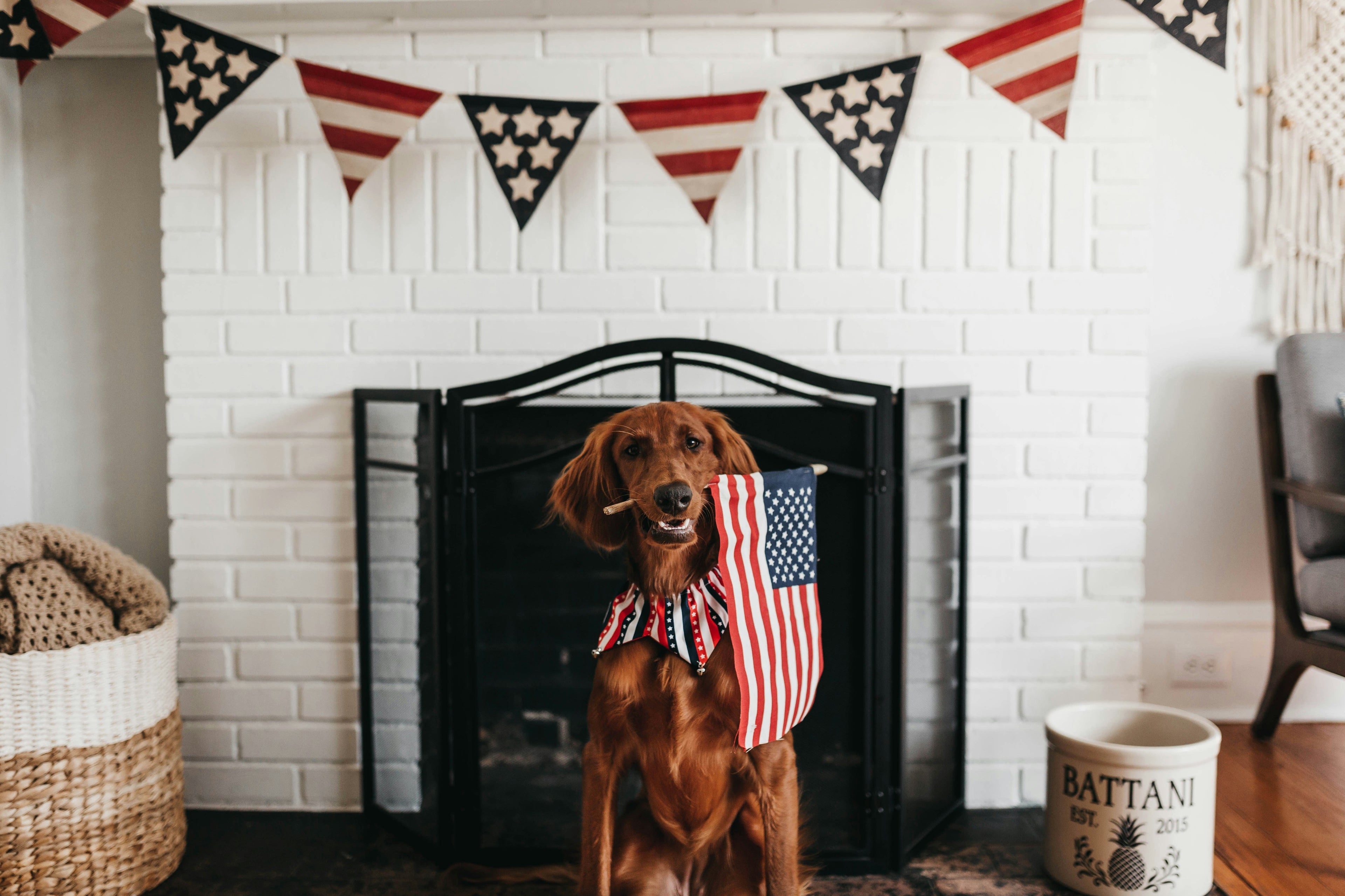 4th of July Pet Anxiety Is Real: How CBD Can Calm the Chaos