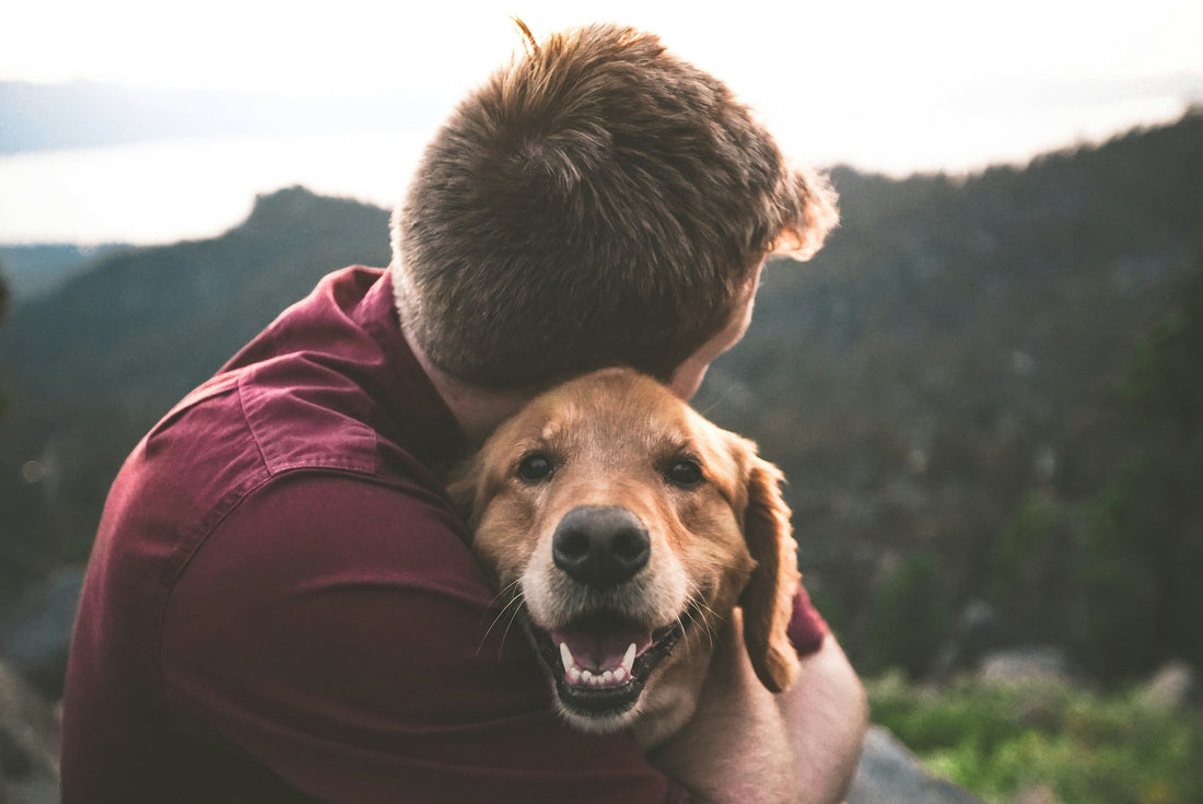 Separation Anxiety in Dogs: What It Is and What Actually Helps