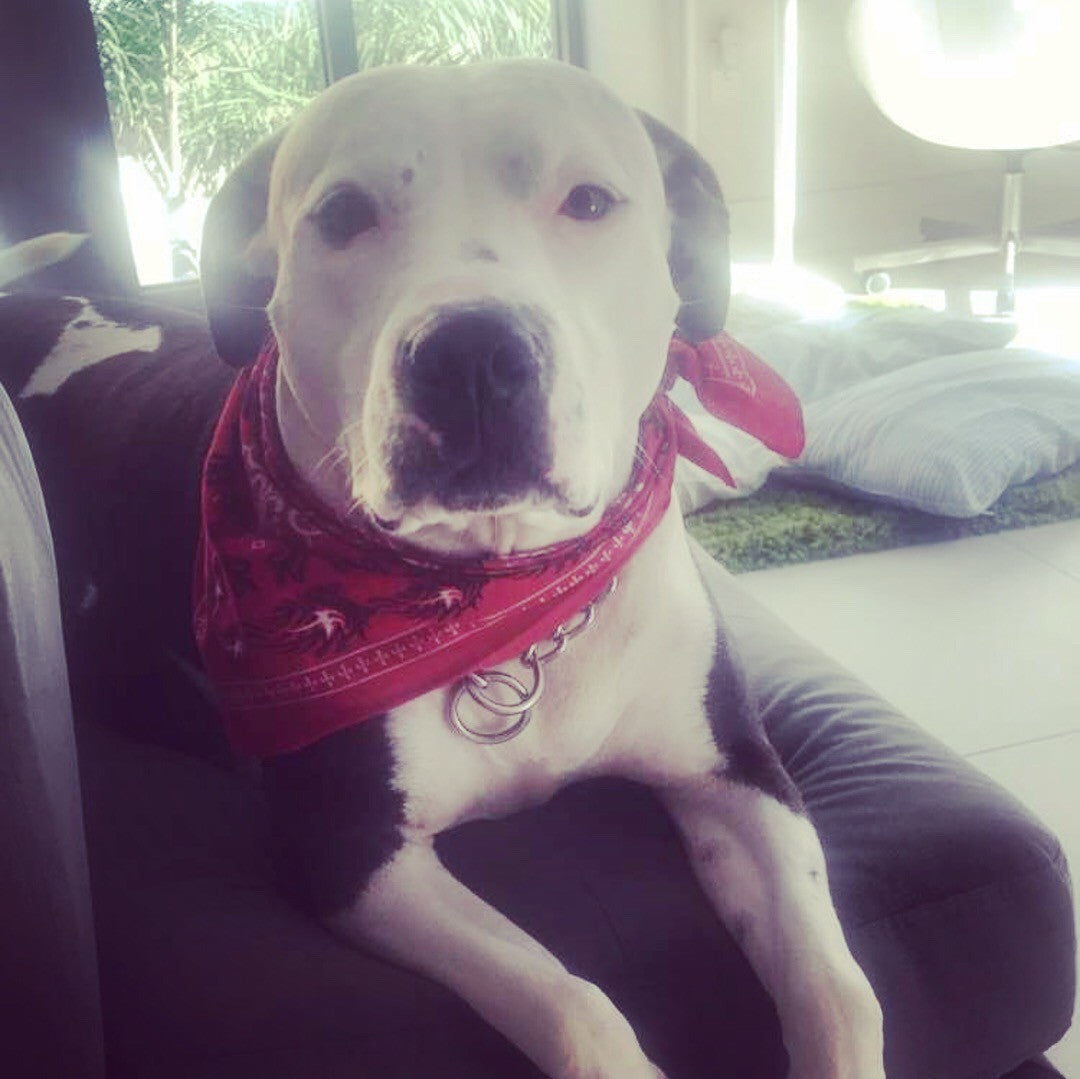 Losing a Pet Can Dysregulate Your Nervous System
