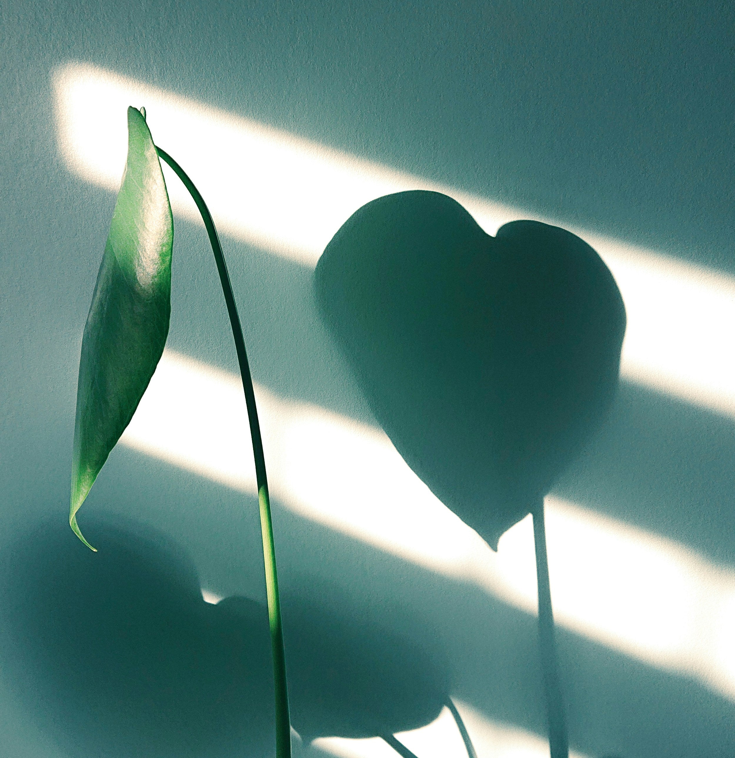 The Heart: Where Emotions Speak and Balance Begins