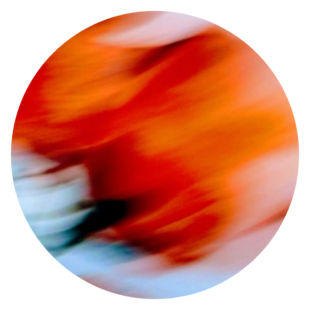 blurry red flower with blue background