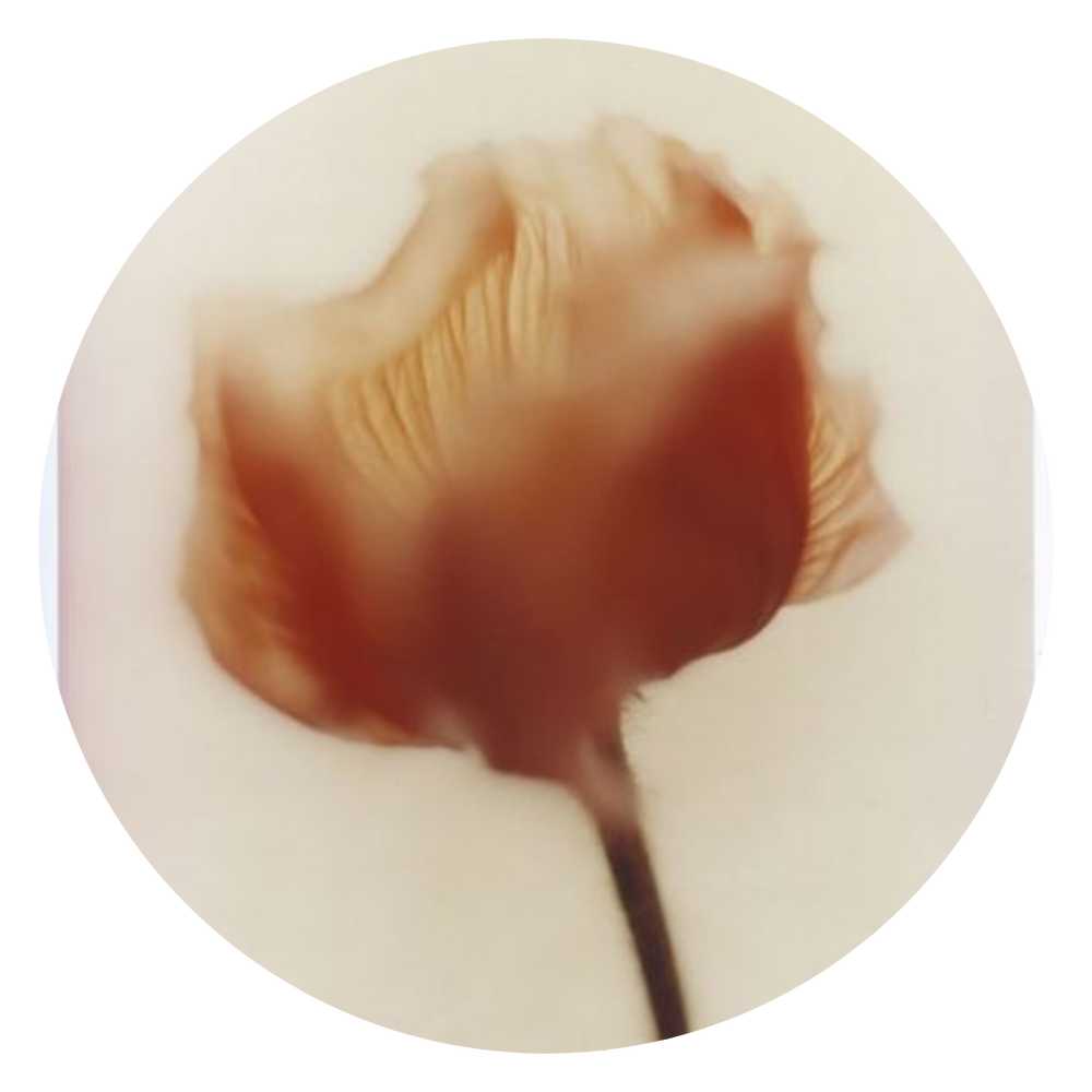blurry red flower with white background