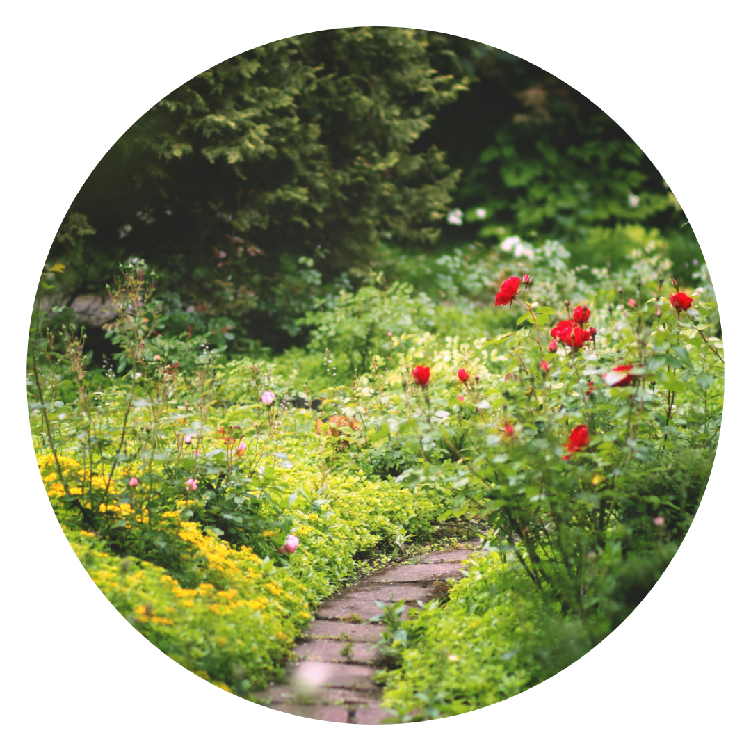 garden with red flowers