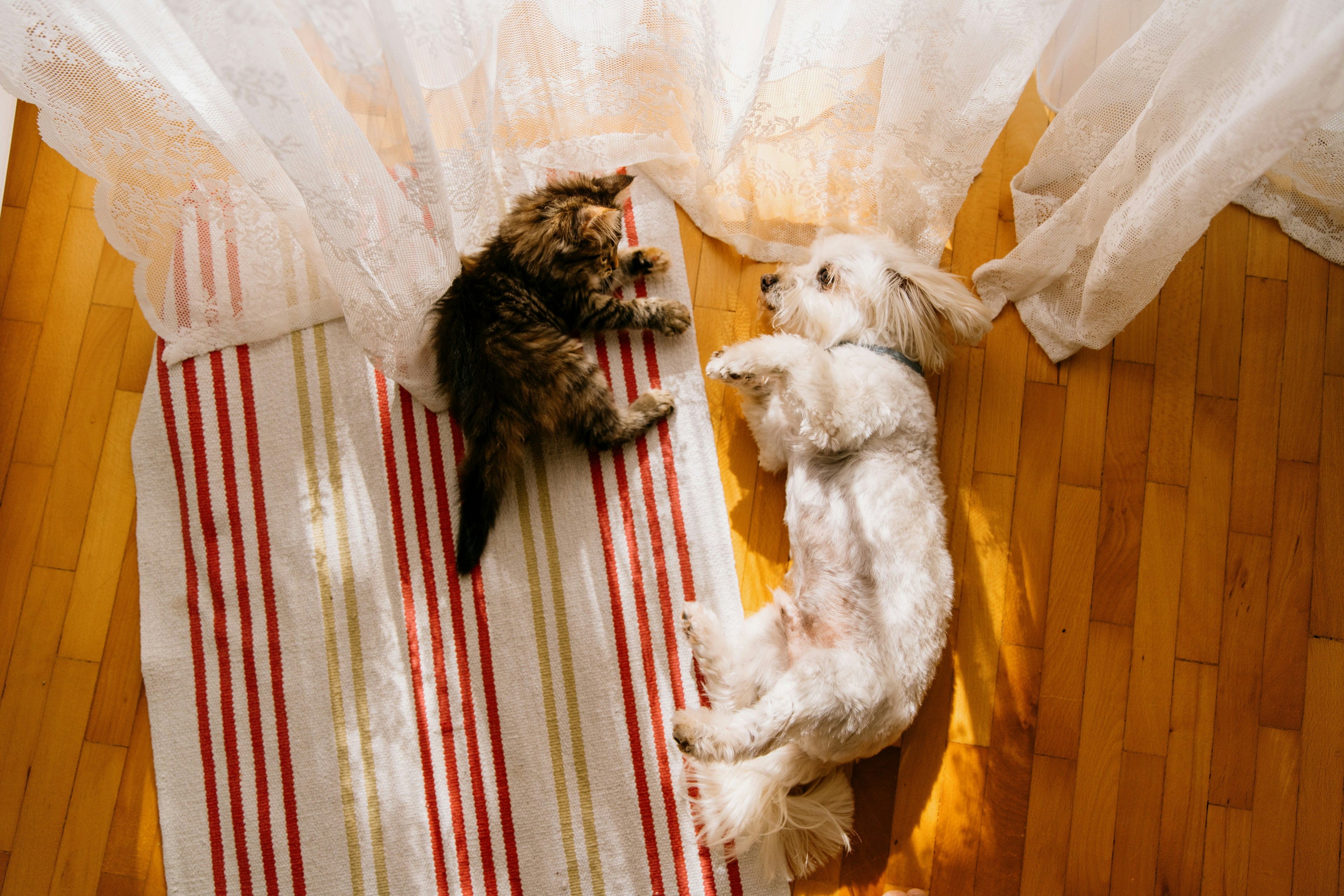 dog and cat playing